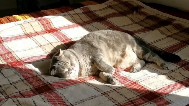 Funny Cat 31 December 2020 смотреть онлайн