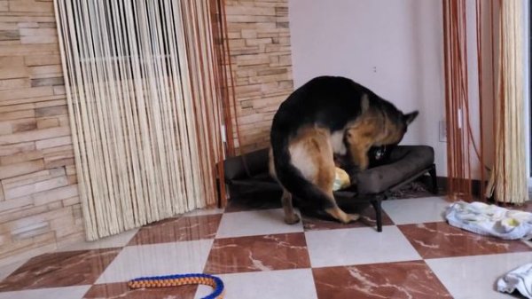 German Shepherd making mess with his bed ( Funny dogs ) Немецкая овчарка роет свою кровать.