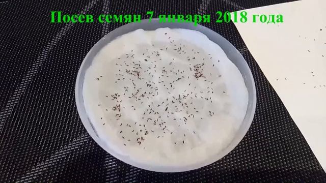 Рододендрон из семян Как растили и загубили молоденький всход смотреть онлайн