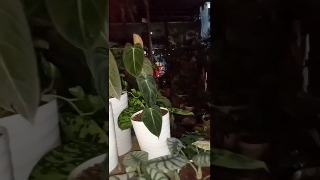 Philodendron Melanochrysum#elizabethplantitavlog смотреть онлайн