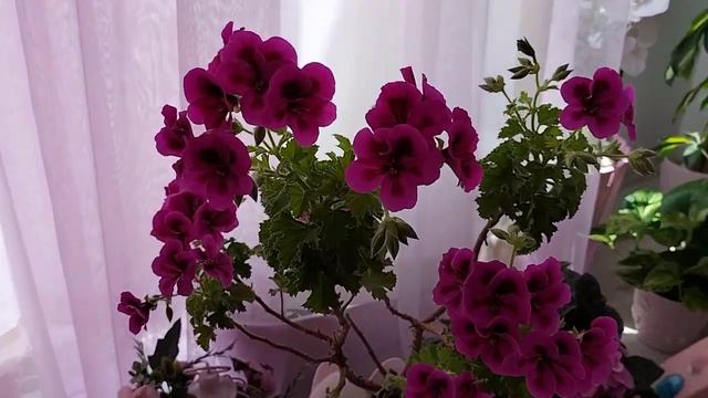 🍃🌺🌸🌷عشبة ابرة الراعي او Pelargonium الاسم العلمي ، واحدة من أجمل النباتات الصيفية المزهرة 🍃🌺🌸🌷 смотреть онлайн