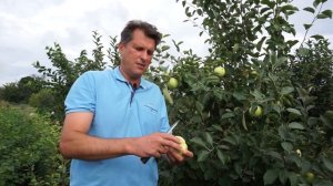 Сорт яблони Белый налив