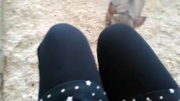 Он кусается