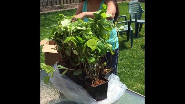 Costco Hydrangea 'Mophead' Collection Shipping Unboxing Review смотреть онлайн