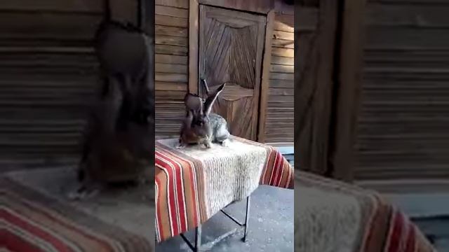 Кролики немецкий великан, Ризен смотреть онлайн