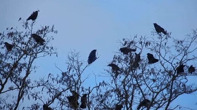 Corneilles noires.... Corvus corone - Carrion Crows смотреть онлайн