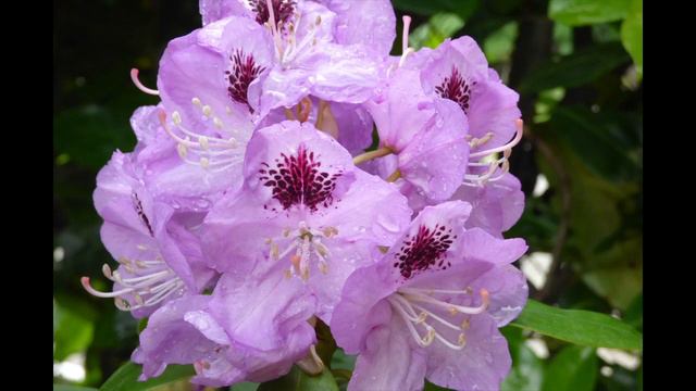 Rododendro malato? 🥀 Non è colpa mia! 🐱 #tutorial #giardinaggio #gardenersworld смотреть онлайн