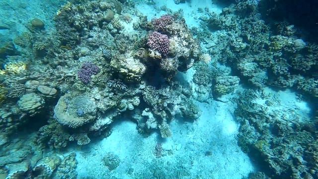 Ныряем в уникальном месте - Cад Угрей | Дахаб | Eel Garden | Dahab смотреть онлайн
