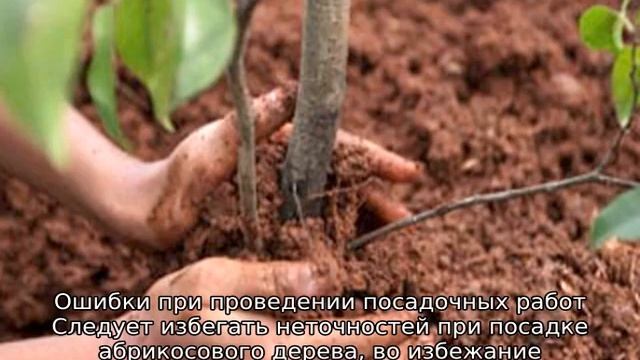 Как посадить абрикос смотреть онлайн
