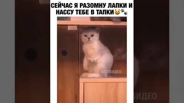 Разомну лапки и НАССУ ТЕБЕ В ТАПКИ смотреть онлайн