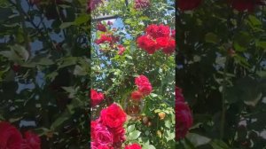 Роза Амадеус