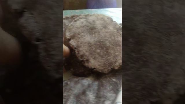 Блины на дрожжах