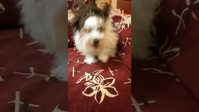 Фил Ричард новогодний олень смотреть онлайн