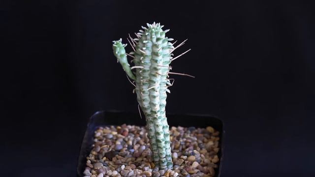 Euphorbia mammillaris f variegata смотреть онлайн