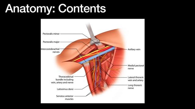 Surgical Anatomy of the Axilla / Axillary Dissection смотреть онлайн