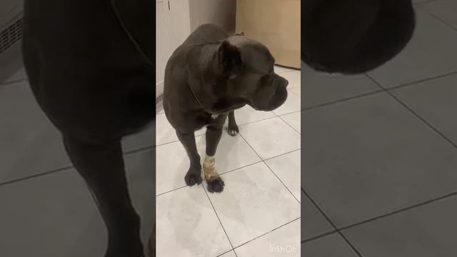 Никогда..😂😂#канекорсо #собака #canecorso