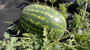 Выращивание арбузов в Средней Полосе.