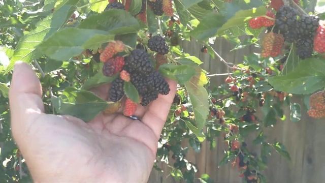 Multi Grafted mulberry Шелковица с прививками несколько сортов смотреть онлайн