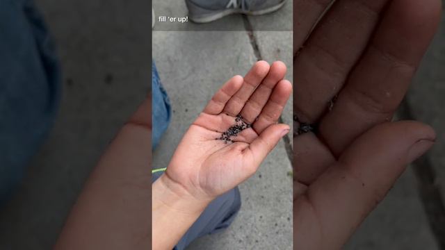 Planting Epiphyllum (orchid cactus), dragon fruit from seed смотреть онлайн