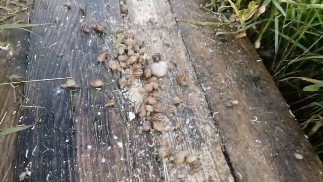 Улитки Мюллер на ферме Снэйлсэко | Беларусь, Брест | Разведение улиток | Улиточный бизнес