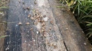 Улитки Мюллер на ферме Снэйлсэко | Беларусь, Брест | Разведение улиток | Улиточный бизнес