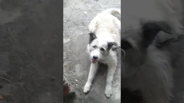 собака ругает хозяина зо то шо тот курит смотреть онлайн