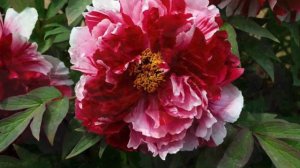 18 сортов Древовидных пионов, которые планирую посадить.