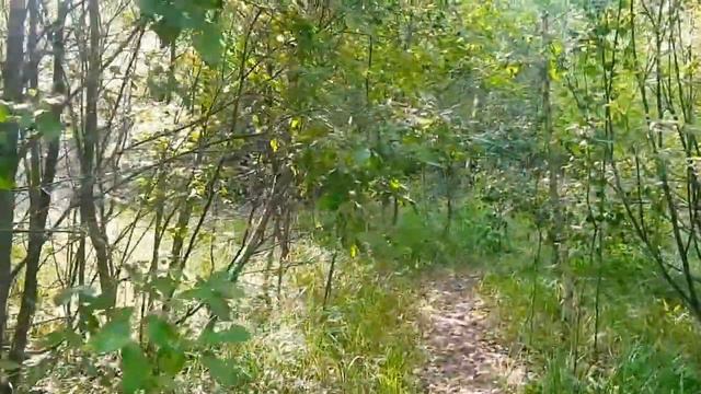 Осколки Советского пионерского лагеря. смотреть онлайн