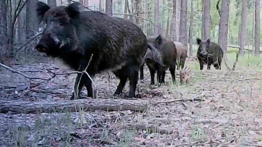 Косули, дикие кабаны, олени, лани, черный аист весной смотреть онлайн