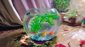 Аквариум Уход Золотые Рыбки?Новый Питомец в Семье?
