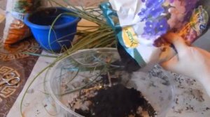 Бильбергия поникающая. Пересадка и обновление взрослого растения после цветения.