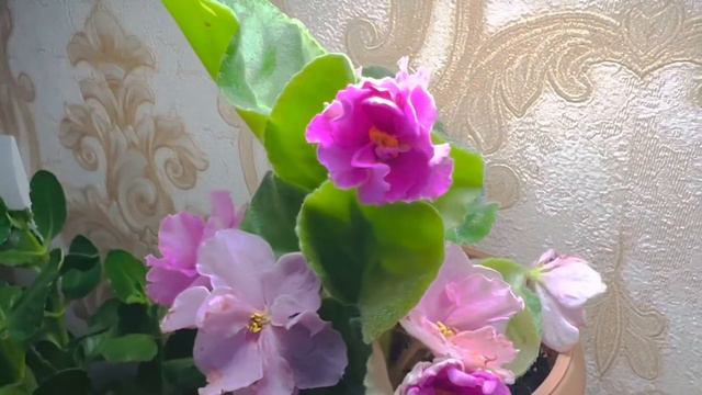 Моя Фиалка Сорт Волшебница Весна смотреть онлайн