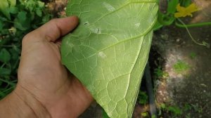 ПЕРОНОСПОРОЗ НА ОГУРЦАХ! КАК ЛЕЧИТЬ!