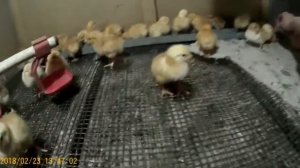 Купили цыплят Редбро