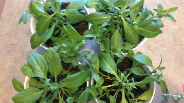 Сурфиния 31.03.18 Черенкование сурфинии из семян смотреть онлайн