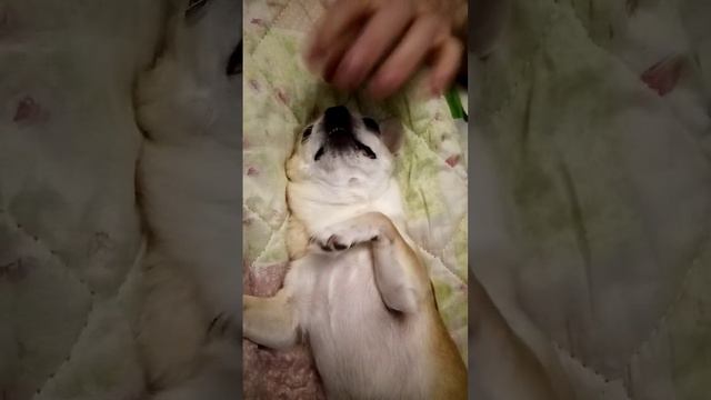приколы#собаки #dogs #чихуахуа смотреть онлайн
