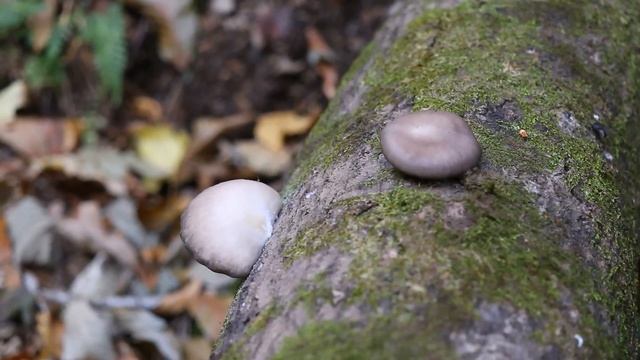 느타리(Pleurotus ostreatus) 따러 같이 가실래요? смотреть онлайн