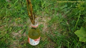 Размножение красной смородины черенками