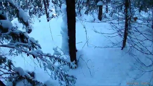 охота с русской гончей.слушаем голос выжлеца. смотреть онлайн