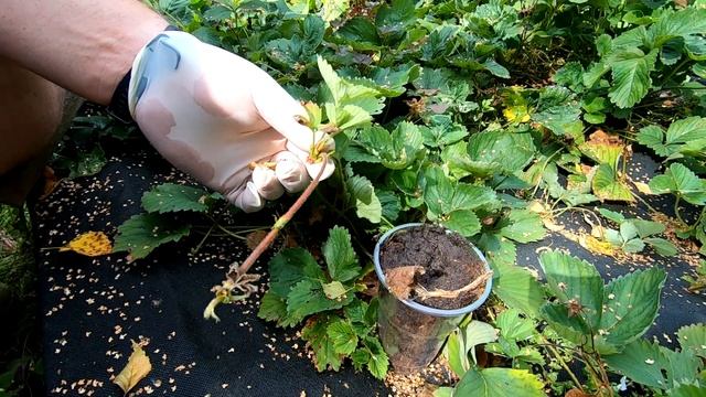 КАК РАЗМНОЖИТЬ КЛУБНИКУ. 100% результат. смотреть онлайн