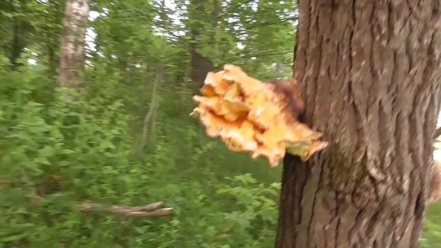 На удочку в ЛЕСНОМ ОЗЕРЕ! Хорошо комаров покормили и нашли грибы КУРИНОЕ МЯСО! смотреть онлайн