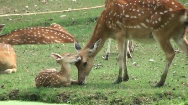 Животные Вьетнама, год спустя