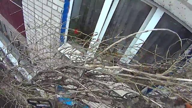 Зависший тополь смотреть онлайн