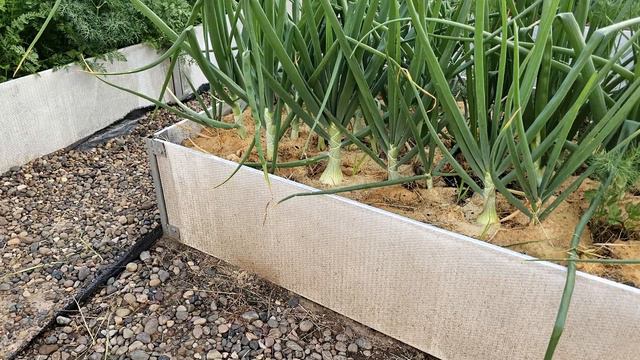 Бешеный Рост ЗЕЛЁНОГО ЛУКА за 3 ДНЯ!