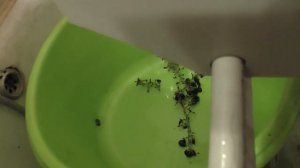 Дробилка для винограда с гребнеотделителем "Лоза"