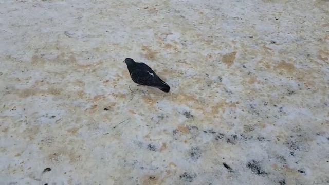 2997 Плотина река Орлик утки голуби подвесной мост Богоявленский собор Почтовый переулок город Орёл смотреть онлайн