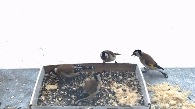 Самка снегиря не стала связываться со стаей щеглов, а для маленькой чечётки авторитетов нет! смотреть онлайн