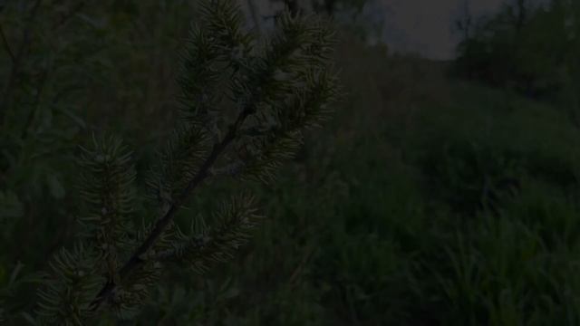 Прогулка с ПОПЛАВКОМ, по малой речке !!! Вечерняя рыбалка на ПОПЛАВОК !!! смотреть онлайн