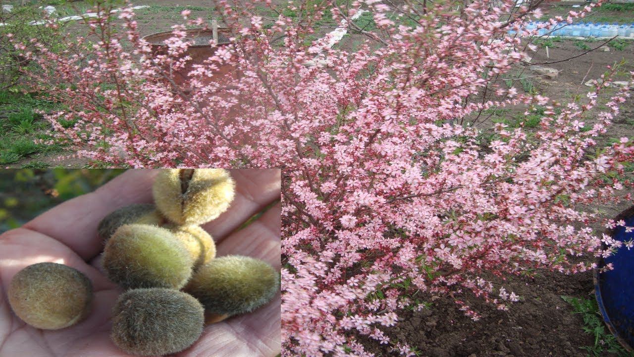 МИНДАЛЬ В СИБИРИ . ПОСАДИТЕ ЭТО НЕЖНОЕ РОЗОВОЕ ОБЛАЧКО В СВОЕМ САДУ . смотреть онлайн