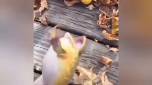 лягушка прыгает и смеётся